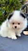 Spitz Welpe (Pomeranian)