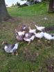 Suche oder tausche Fränkische Landgans