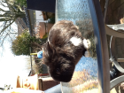1 lieber Hase ( Löwenkopf), Bock, 6 Monate