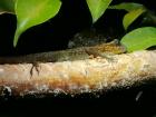 Nachzucht Anolis m.girafus 