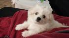 Malteser Pomerian Welpe 