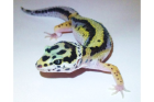Leopardgecko Bold Striped Bock im Raum Frankfurt abzugeben