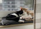 Weihnachtswunder benötigt! Katze und Kater (kastriert) 8 Monate suchen dringend 