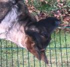 Deutscher Schäferhund Rüde mit Pap., 6 Monate alt