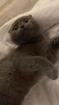 Zwei Scottish Fold Shorthair Katzen 