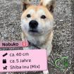 Nobuko (w), Shiba Inu Mix, 5 Jahre, 40cm, Slowakei