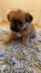 Bolonka - Pekinese Mix
