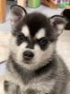 2 seltene, reinrassige und wunderschöne Alaskan Klee Kai Rüden abzugeben