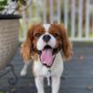 Cavalier King Charles Welpen