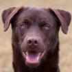 BRUNO -  männlich  8 Monate  55 cm  23 kg  Husky-Mix-Weimaraner  Gechipt  Nicht 