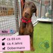 Nilo (M), 4 Jahre, 65 cm, Slowakei