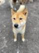 Ichigo - lieb, schüchtern - Shiba Inu Mix