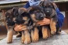 Sehr schöne schwarz-braune Schäferhundwelpen