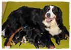 Unsere Sonntagskinder - Berner Sennenhund Welpen