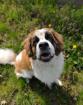 Barnabas - freundlich, sozial mit Handicap - Bernhardiner Mix