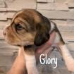Beaglewelpen tricolor