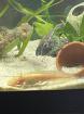 Axolotljungtiere vom 31.01.23