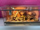 2 Leopardgeckos Damen mit Terrarium und Zubehör