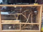 Kornnatter Weibl. inkl. Terrarium