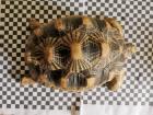 Geochelone Radiata 0.4 weibchen