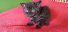 Selkirk Rex - superflauschig bis lockig -sucht Dich! Momo(w)