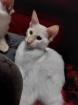 Balinesen Kitten, Siam halblanghaar mit Stammbaum