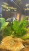 Axolotl ( Im Mai gekauft )