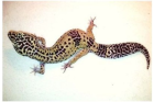 Mack Snow Leopardgecko Weibchen im Raum Frankfurt abzugeben