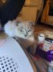 2 scottish fold 