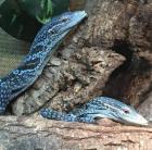 2.2 Varanus macraei