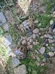 Griechische Landschildkröten