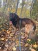 Charly sucht dringend ein neues Zuhause