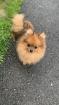 Zwergspitz/Pomeranian