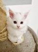 BKH BLH Kitten 