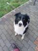 Rexcik - Border Collie, aktiv und verspielt
