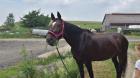 Beistellpferd -brave WB-Stute, Dt.Sportpferd