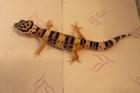 Leopardgecko Nachzucht 2024, mehrere Jungtiere zur Auswahl