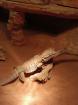 Terrarium mit Bartagame