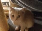 Verkaufe 1 BKh Mädchen und Kater