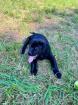 Labrador Welpen