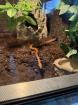 2 Kornnattern + Hochwertiges Terrarium zu verkaufen