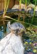 Gelbwangenschildkröte abzugeben