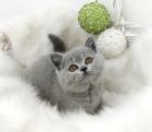 BKH Kitten mit dem exzellenten Stammbaum