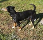 Junger Hund abzugeben / Erdélyi Kopo /Bracke Laufhund