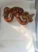 Boa constrictor Morphen