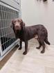 Callahan - lieb, schüchtern - Labrador-Mix