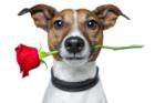 **VERMARKTUNG MIT HERZ** von www.wohnen-mit-hund.com