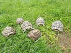 Griechische Landschildkröten Männlich zwischen 8 und 10 Jahre alt
