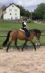 Reitpony Mix Wallach, 3 jährig, 1,45 m, Freizeit, Western, Dressur