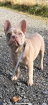 Französische Bulldogge